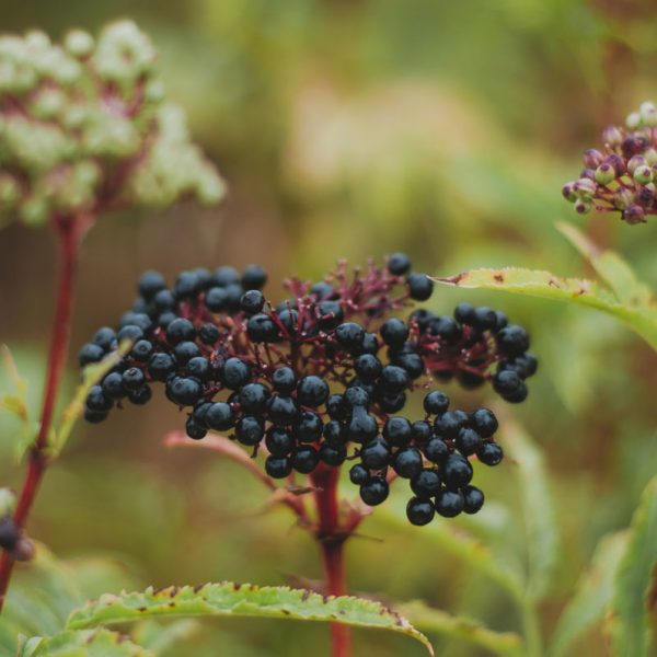 Elderberry